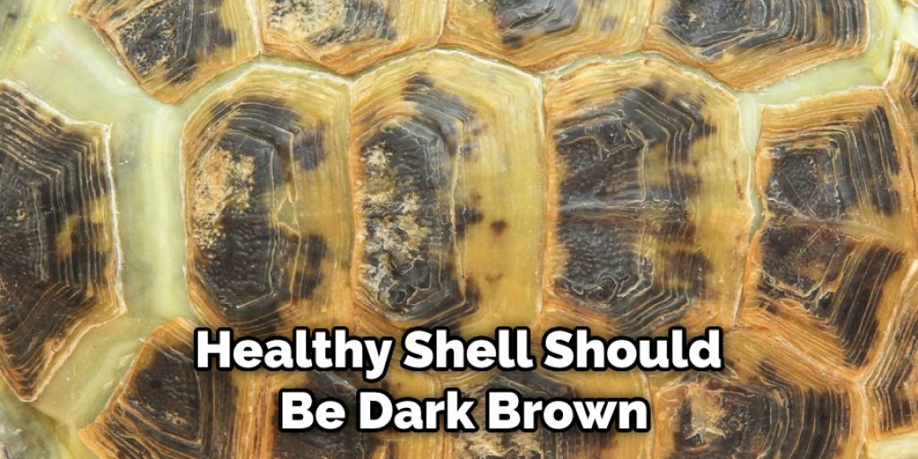 Healthy Shell Should Be Dark Brown