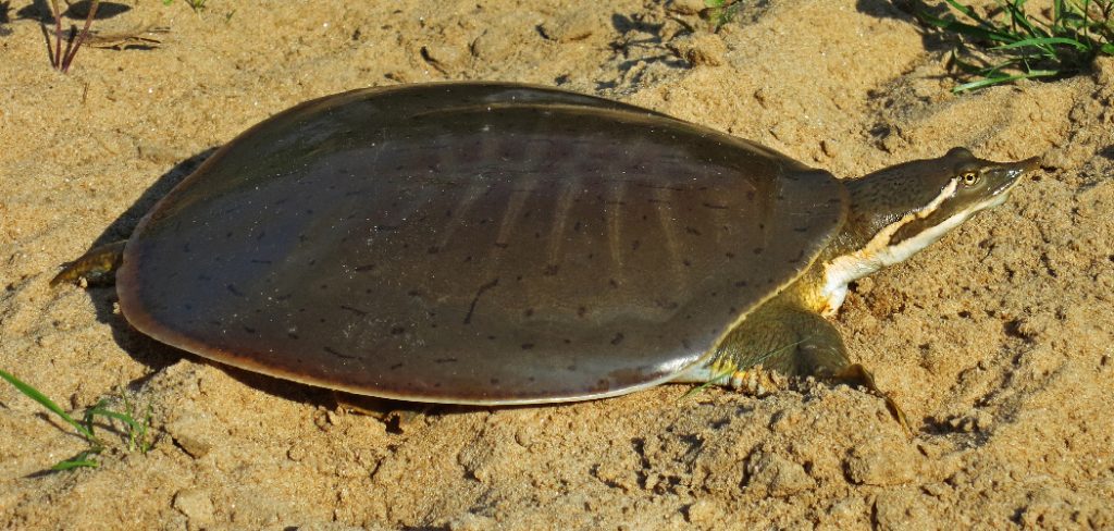 How to Fix Soft Shell in Turtles