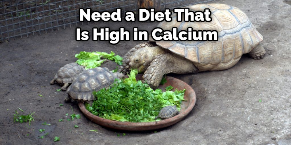 Need a Diet That Is High in Calcium