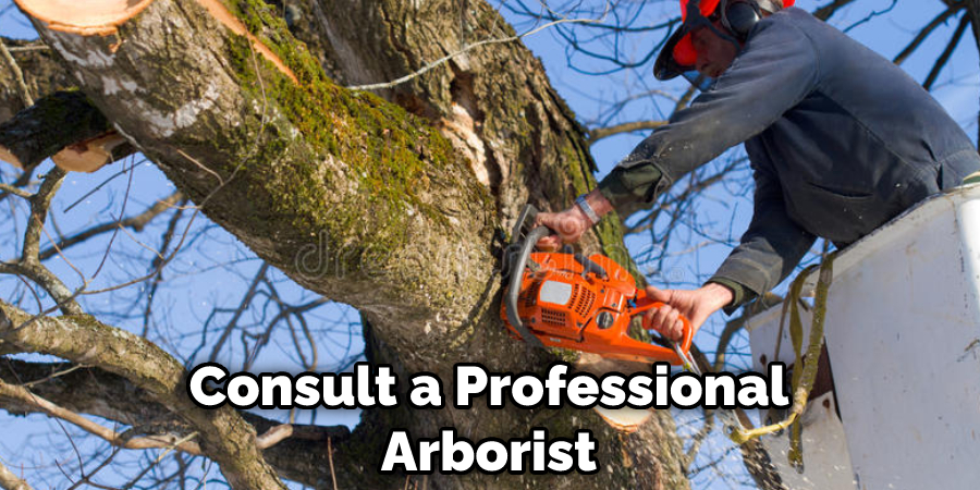 Consult a Professional Arborist