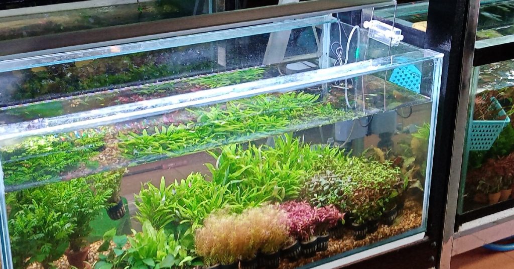 How to Fix Led Aquarium Light