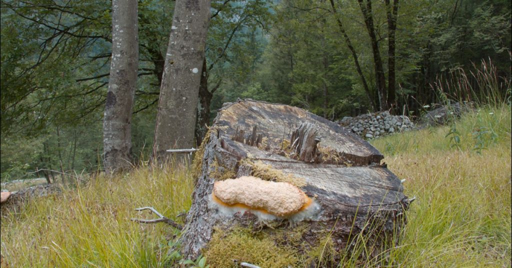 How to Fix a Topped Tree