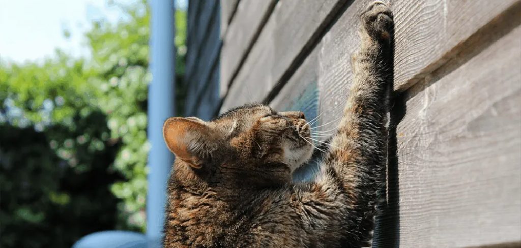 How to Fix Cat Scratches on Wall