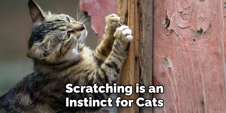 Scratching is an Instinct for Cats