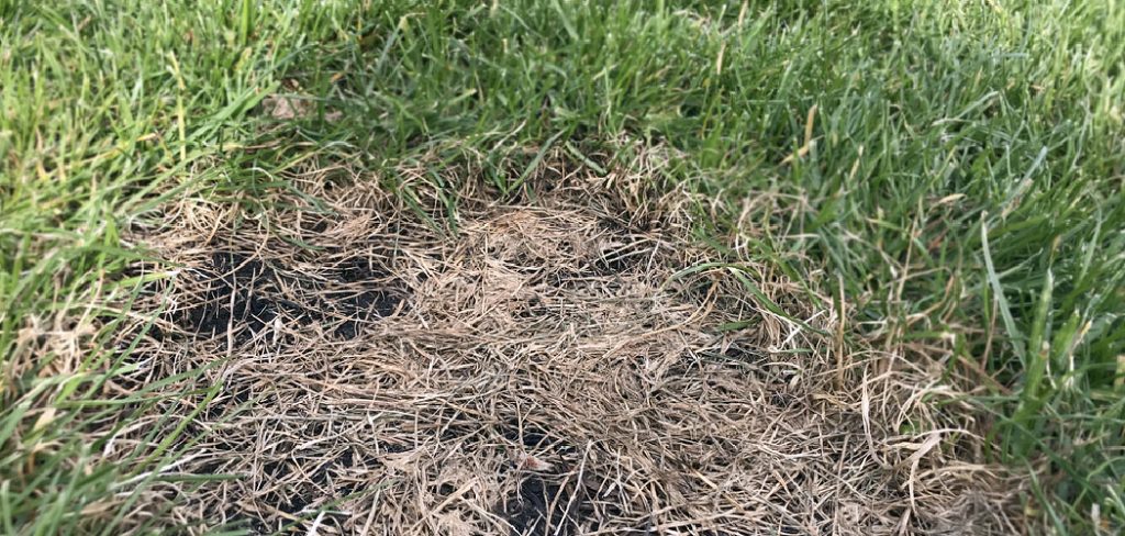 How to Fix Burnt Lawn