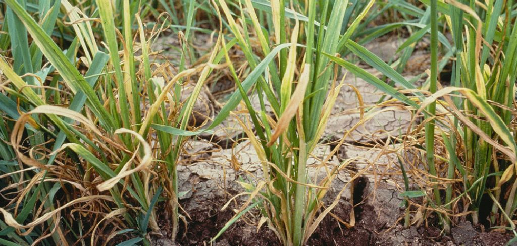 How to Fix Herbicide Burn