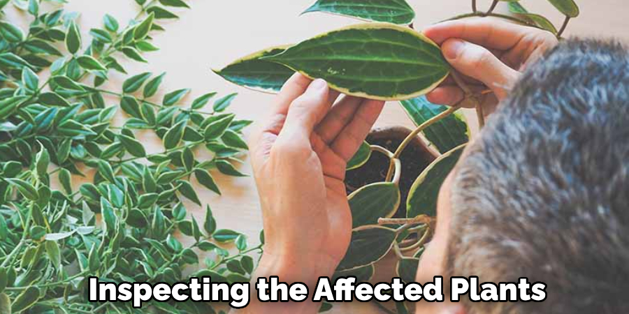 Inspecting the Affected Plants