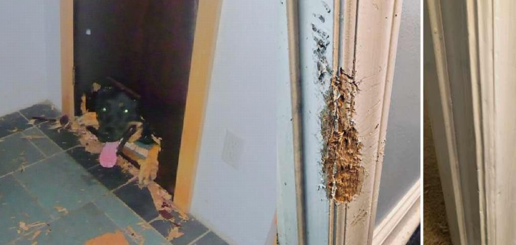 How to Fix Door Trim Chewed by Dog 7 Easy Ways (2024)