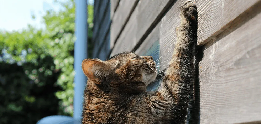 How to Fix Cat Scratches on Wall Apply These 9 Tips (2024)
