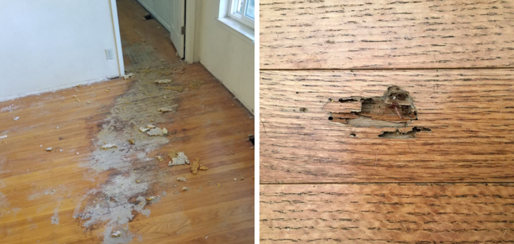 How to Fix Termite Damaged Wood Floors 10 Easy Steps