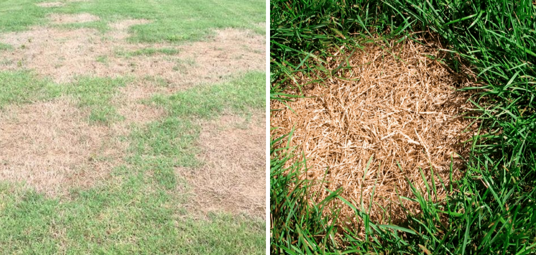 How to Fix Dry Patches of Grass 10 Easy Steps (2025)